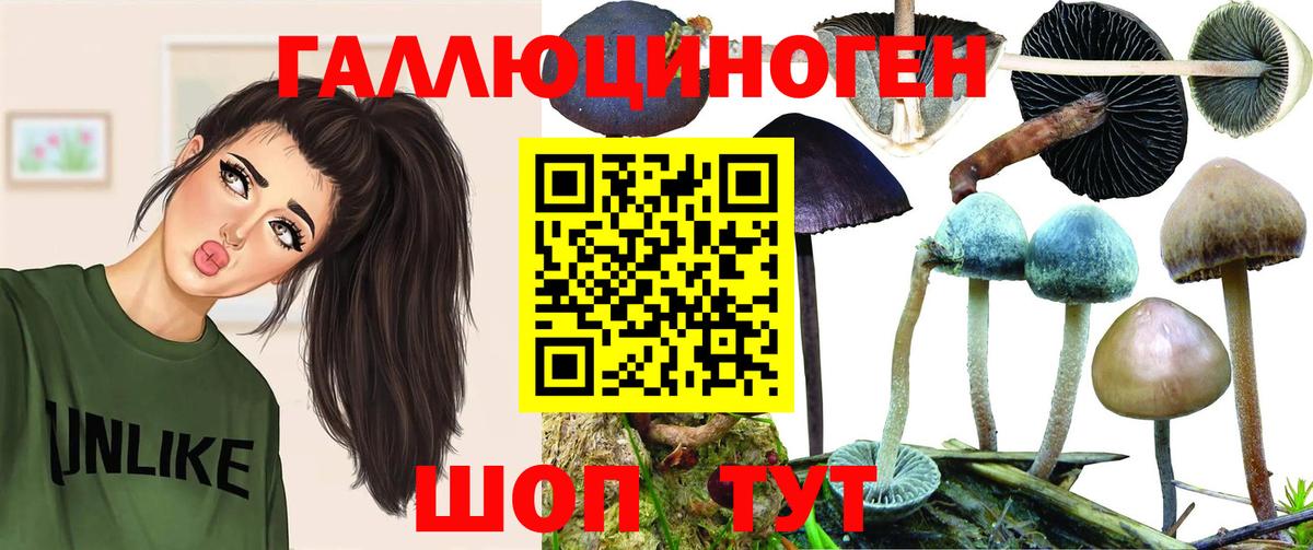 Галлюциногенные грибы Psilocybine cubensis Кашира